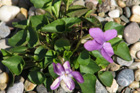 Viola howellii