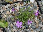 Viola delphinantha