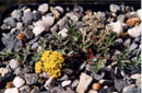 Cymopterus hendersonii