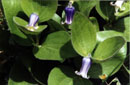Clematis fremontii