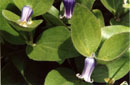 Clematis fremontii