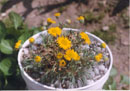 Erigeron chrysopsidis