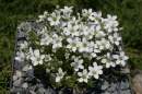 Arenaria cretica