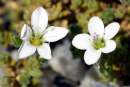 Arenaria cretica