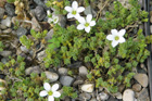 Arenaria cretica