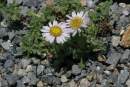 Erigeron vagus