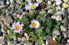 Erigeron vagus