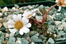 Callianthemum anemonoides