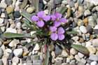 Erysimum capitatum