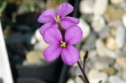 Erysimum capitatum