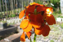 Erysimum capitatum