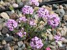 Aethionema stylosum