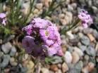 Aethionema stylosum