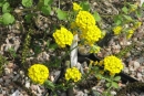 Alyssum armenum