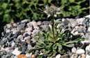 Globularia spinosa