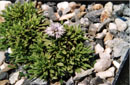 Globularia spinosa