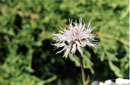 Globularia spinosa