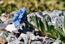 Mertensia tweedyi