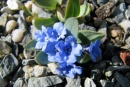 Mertensia tweedyi