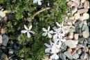 Phlox albomarginata