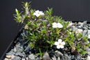 Phlox albomarginata