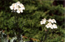 Achillea clavennae