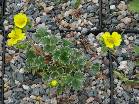 Potentilla villosa