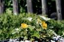 Potentilla villosa