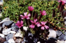 Saponaria pumilio