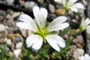 Cerastium uniflorum