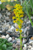 Solidago spathulata