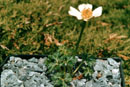 Trollius laxus