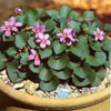 Viola flettii