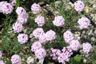 Aethionema grandiflorum