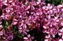 Saponaria x olivana