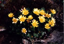 Ranunculus ficaria