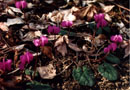 Cyclamen coum