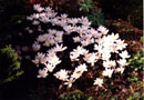 Sanguinaria  canadensis