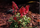 Corydalis solida