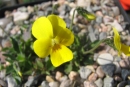 Viola aetolica