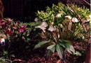 Helleborus orientalis