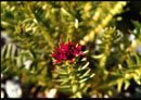 Rhodiola quadrifida