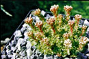 Crassula obovata