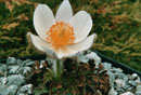 Pulsatilla vernalis