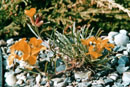 Erysimum flavum