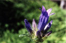 Campanula ledebouriana