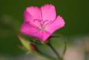 Dianthus chinensis