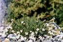 Gypsophila briquetiana