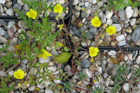 Helianthemum canum