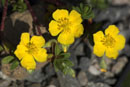 Helianthemum oelandicum